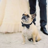 Bodas y mascotas