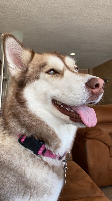 VOTA ¿Llevarías a tu mascota a la boda? 5