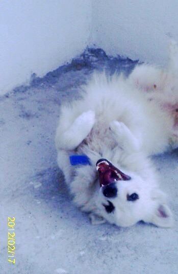 Y ustedes tienen "perrhijos"? Preséntalo/a! :D - 1