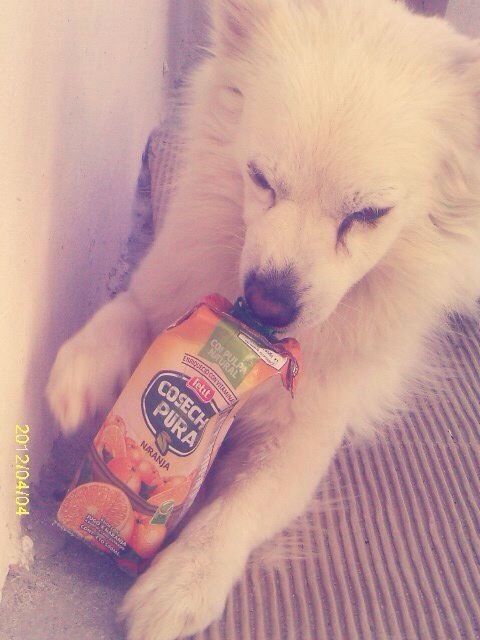 Y ustedes tienen "perrhijos"? Preséntalo/a! :D - 2