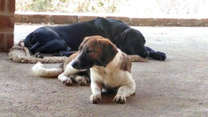 La foto de tu mascota! - 1