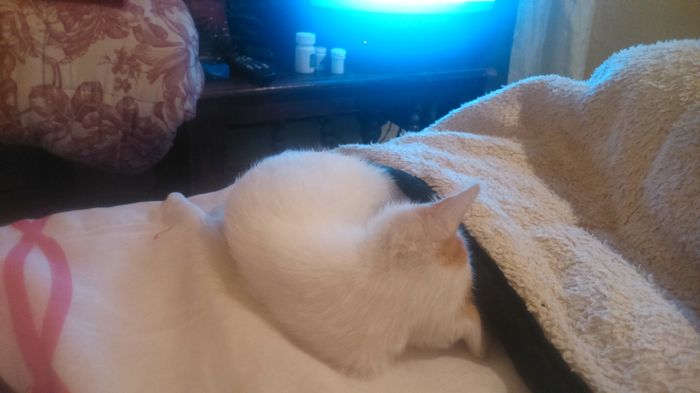 La foto de tu mascota! - 2