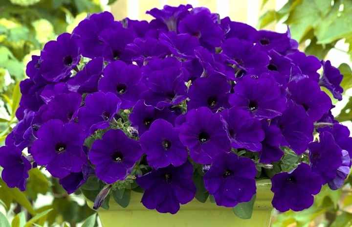 Petunia violeta