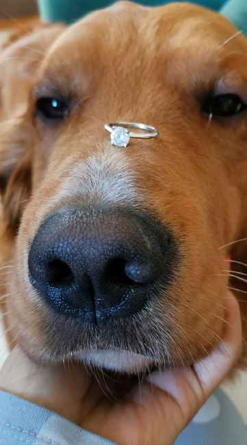 Me dieron el anillo💍 3