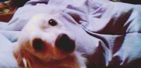 La foto de tu mascota! - 1