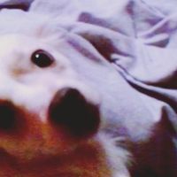 La foto de tu mascota! - 1