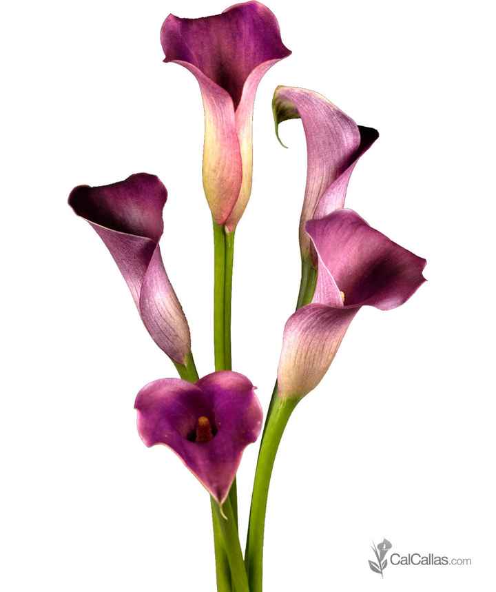 Calla Lily