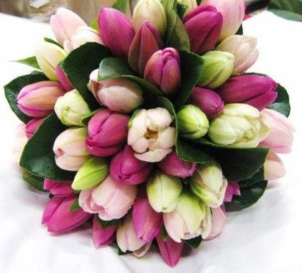 tulipanes varios