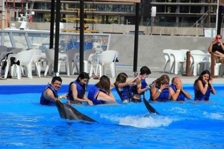 Nado con Delfines