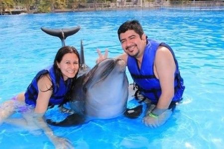 Nado con Delfines