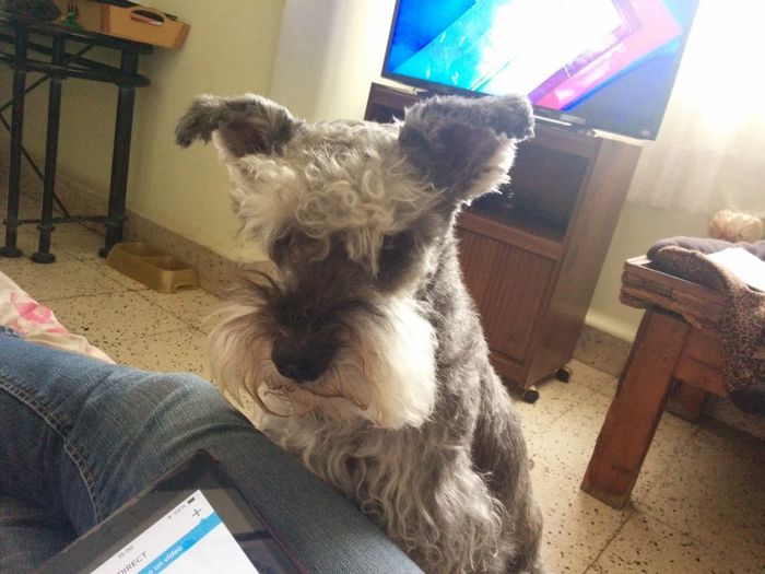 La foto de tu mascota! - 1