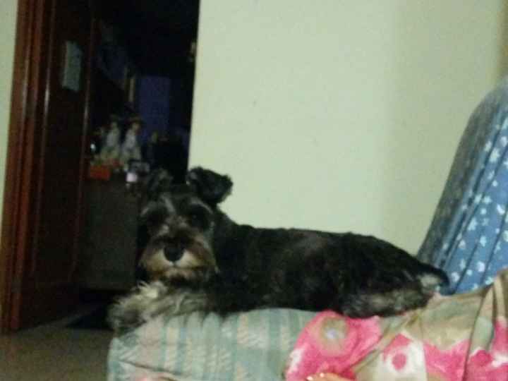 La foto de tu mascota! - 2