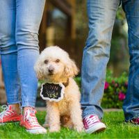 ¿Cómo incluir a tu mascota en la boda? - 1