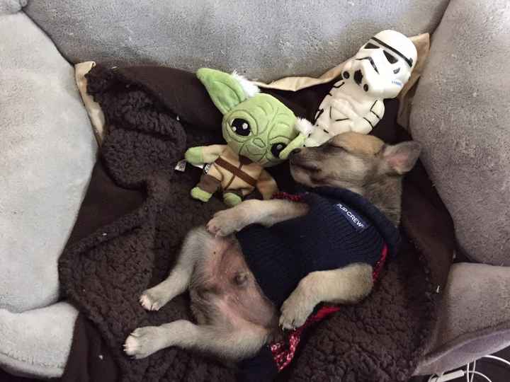 Ustedes tendran a su mascotas en el día que se casen - 1
