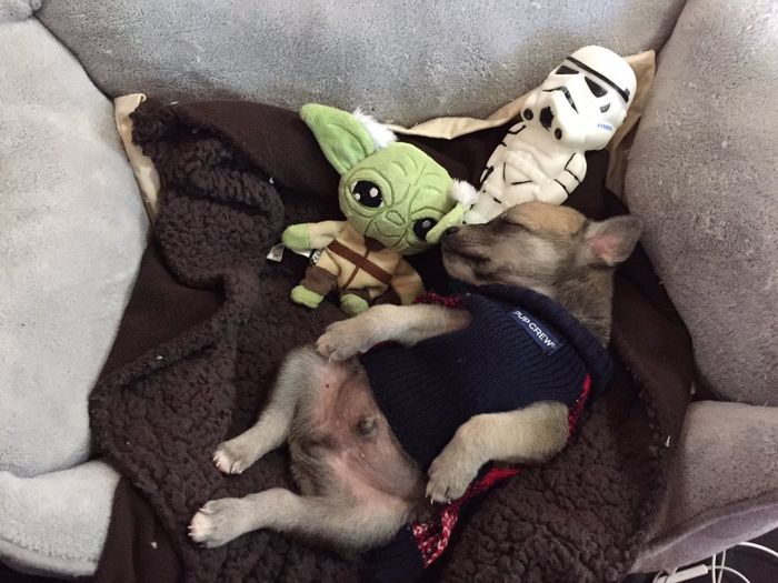 Ustedes tendran a su mascotas en el día que se casen - 1