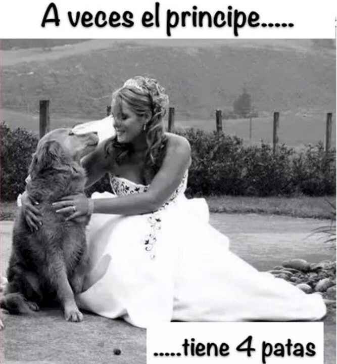 Sesión de fotografía con tus mascotas. ¡me encanta! - 2