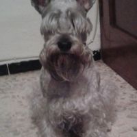 Rocco