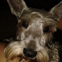 Rocco