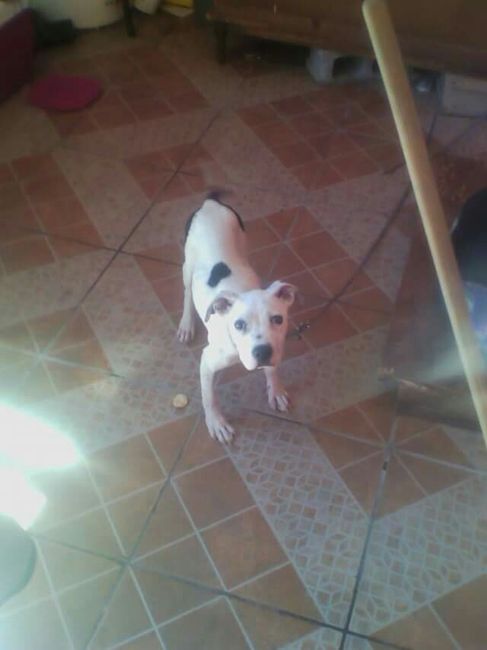 Ustedes ya tiene mascota para su futuro o ya hogar?? - 1