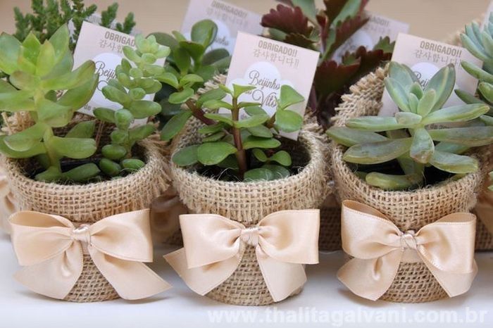 Recuerdos de boda: suculentas 4