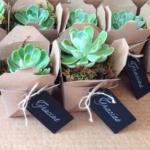 Recuerdos de boda: suculentas 26