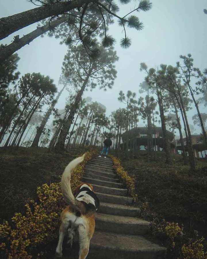 Destino invernal en el Estado de Veracruz para luna de miel romántica 🎄 - 8