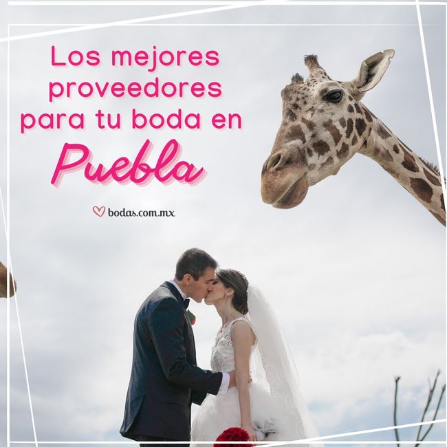 Los mejores proveedores para tu boda en PUEBLA 🦏 1