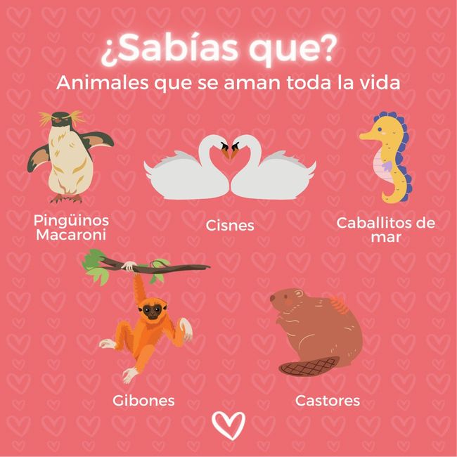 ¿Sabías qué? Animales que se aman toda la vida - 1