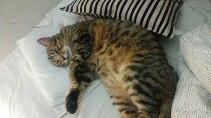 Llevar a mi gato a la boda !!! - 1