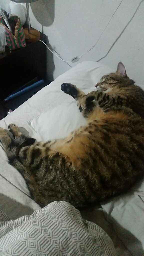 Llevar a mi gato a la boda !!! - 2