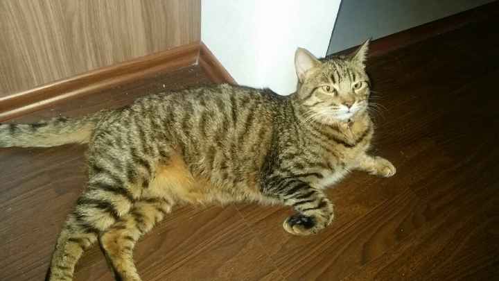 Llevar a mi gato a la boda !!! - 3