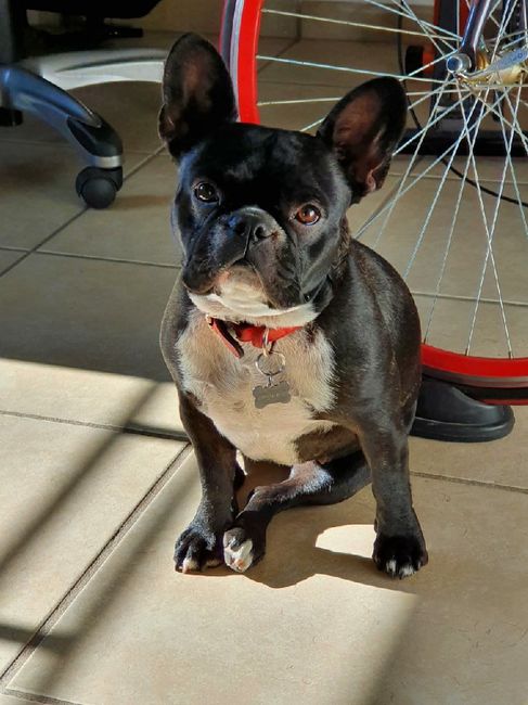 Briana reta a los novios de la comunidad a... 6