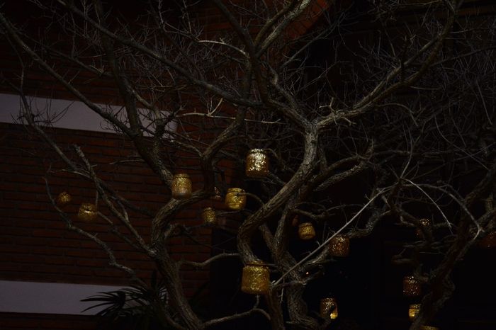 arbol