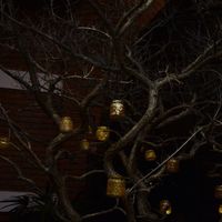 arbol