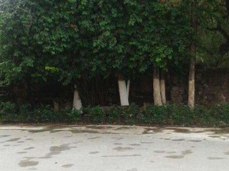 jardin