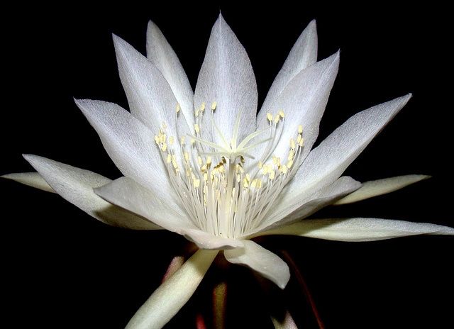 Flor Kadapul