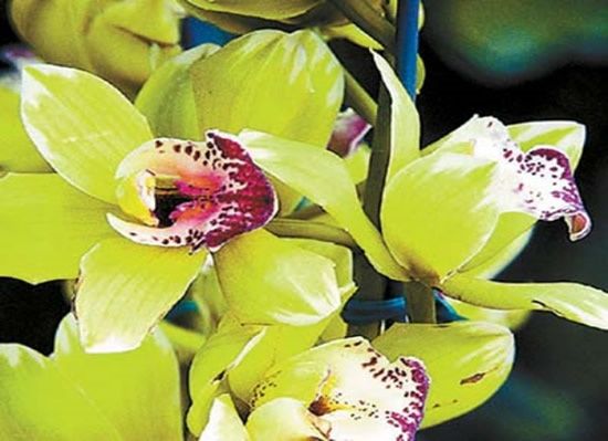 Orquídea Shenzhen Nongke.