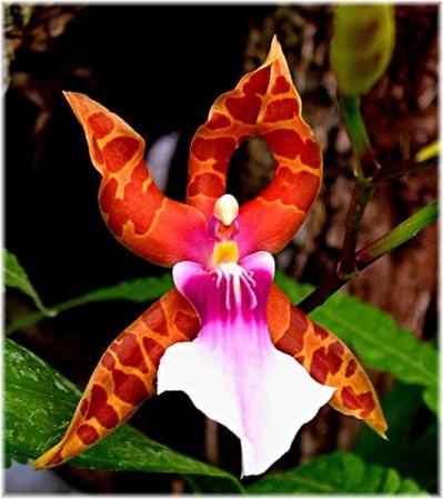 Orquídea de Oro de Kinabalu