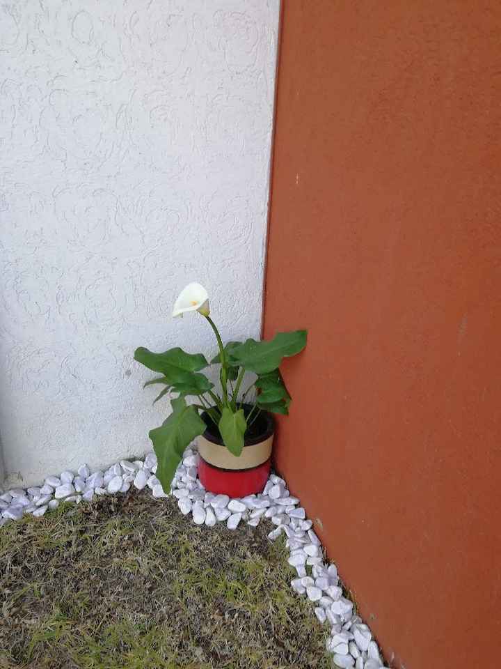  Nuestra primer plantita en casa! - 1