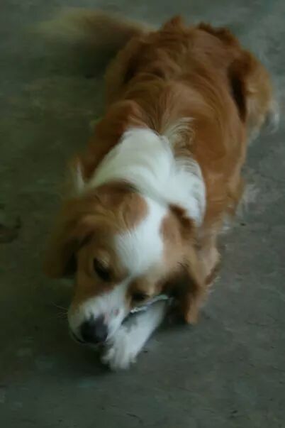 La foto de tu mascota! - 1