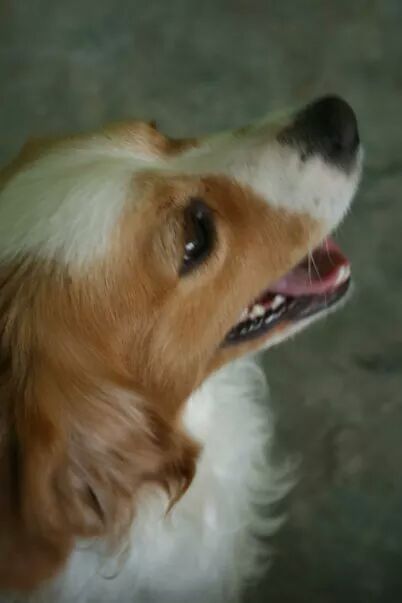 La foto de tu mascota! - 2