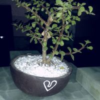 Recuerdos  - 1
