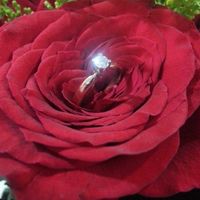 Mi anillo es especialmente hermoso!!