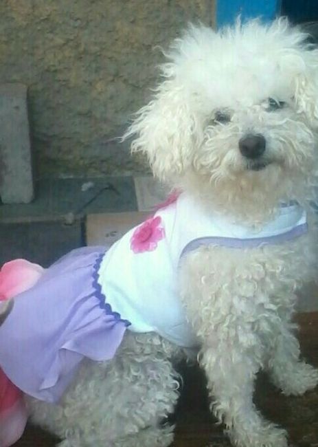 Incluir a nuestra mascota  (hijos perrunos) en la boda - 1