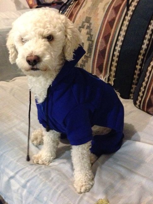 Y ustedes tienen "perrhijos"? Preséntalo/a! :D - 1