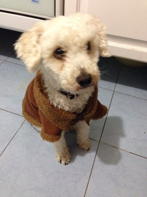 Y ustedes tienen "perrhijos"? Preséntalo/a! :D - 2