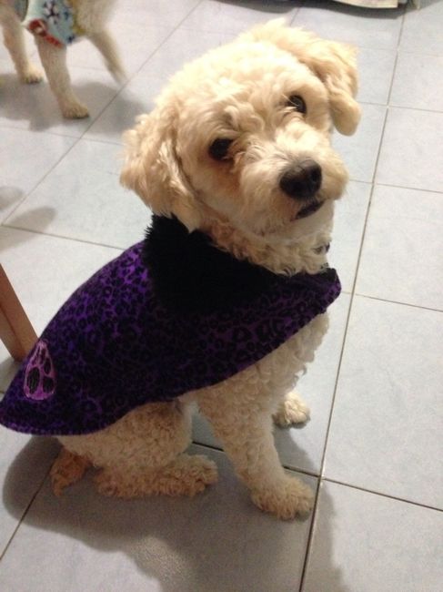 Y ustedes tienen "perrhijos"? Preséntalo/a! :D - 3