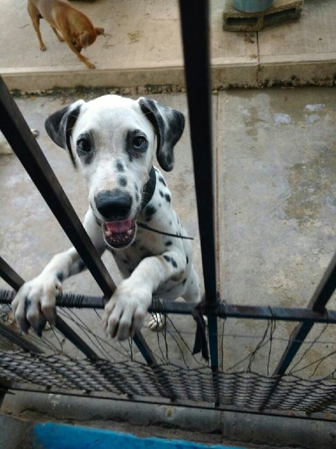 Mi perrita para paje!! !?? - 1