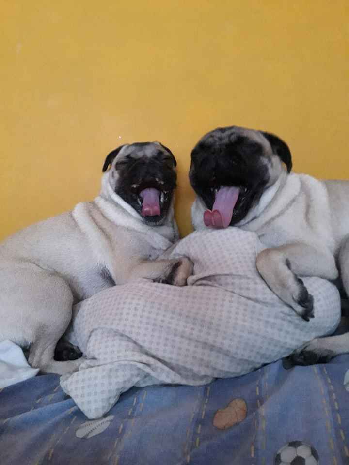 Mascotas en pareja 🐶🐭🐰 - 1