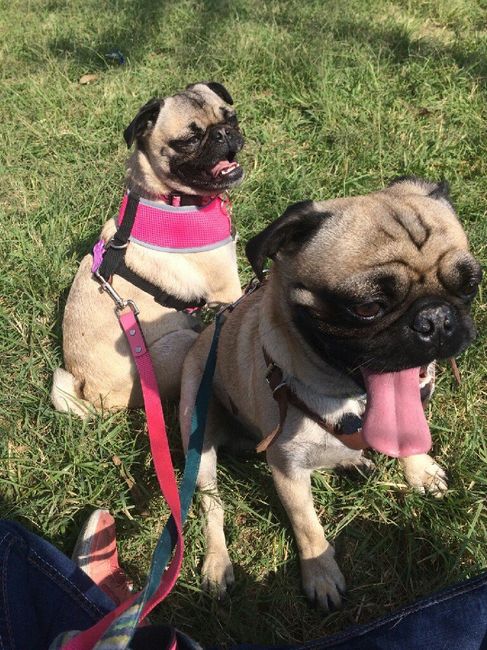 Mascotas en pareja 🐶🐭🐰 - 2